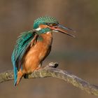 Kingfisher