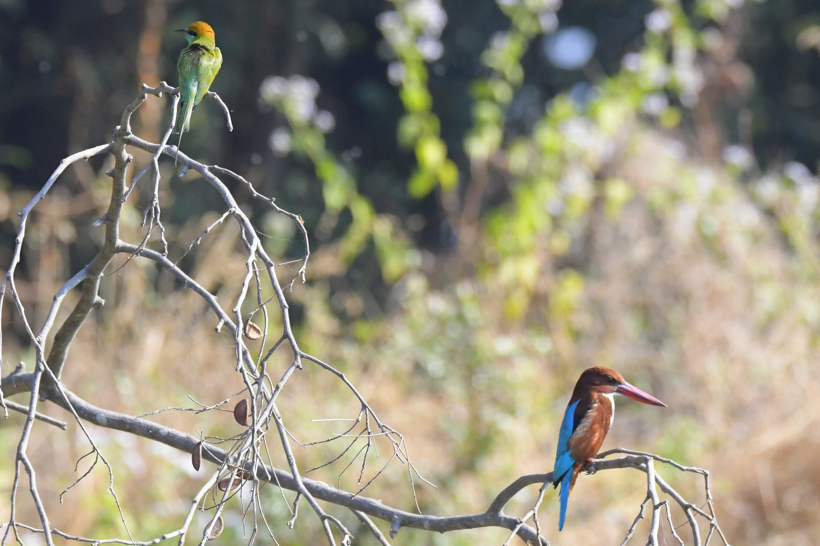 Kingfisher