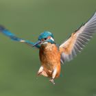 Kingfisher