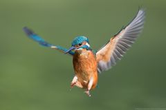 Kingfisher