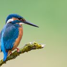 Kingfisher