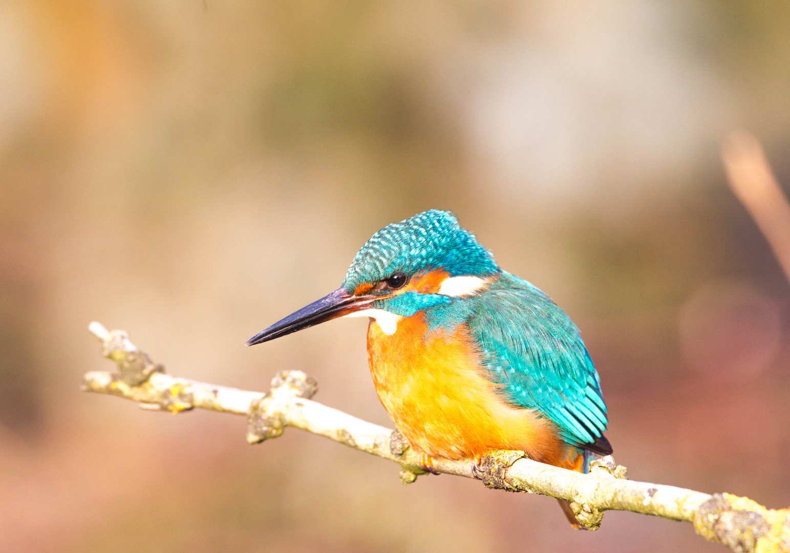 kingfisher