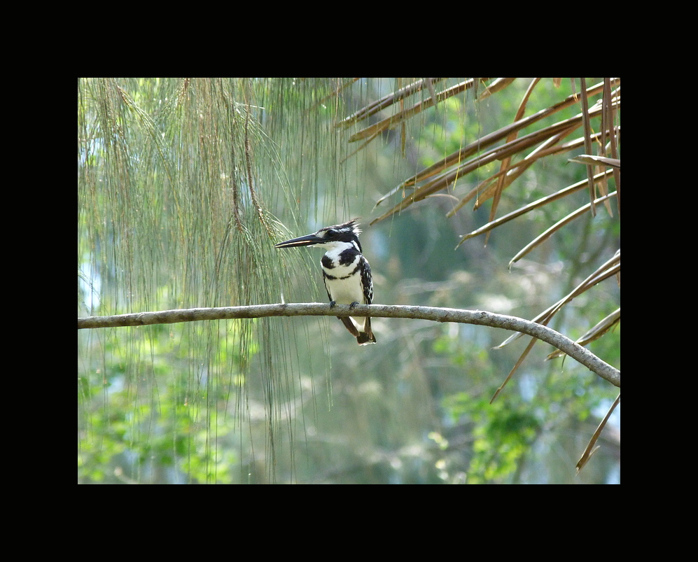 Kingfisher