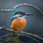 Kingfisher 