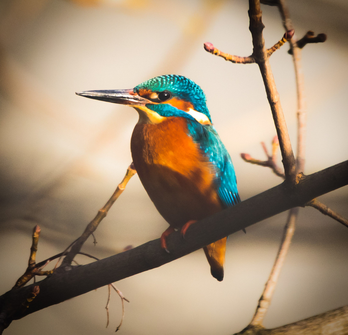 Kingfisher