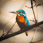 Kingfisher