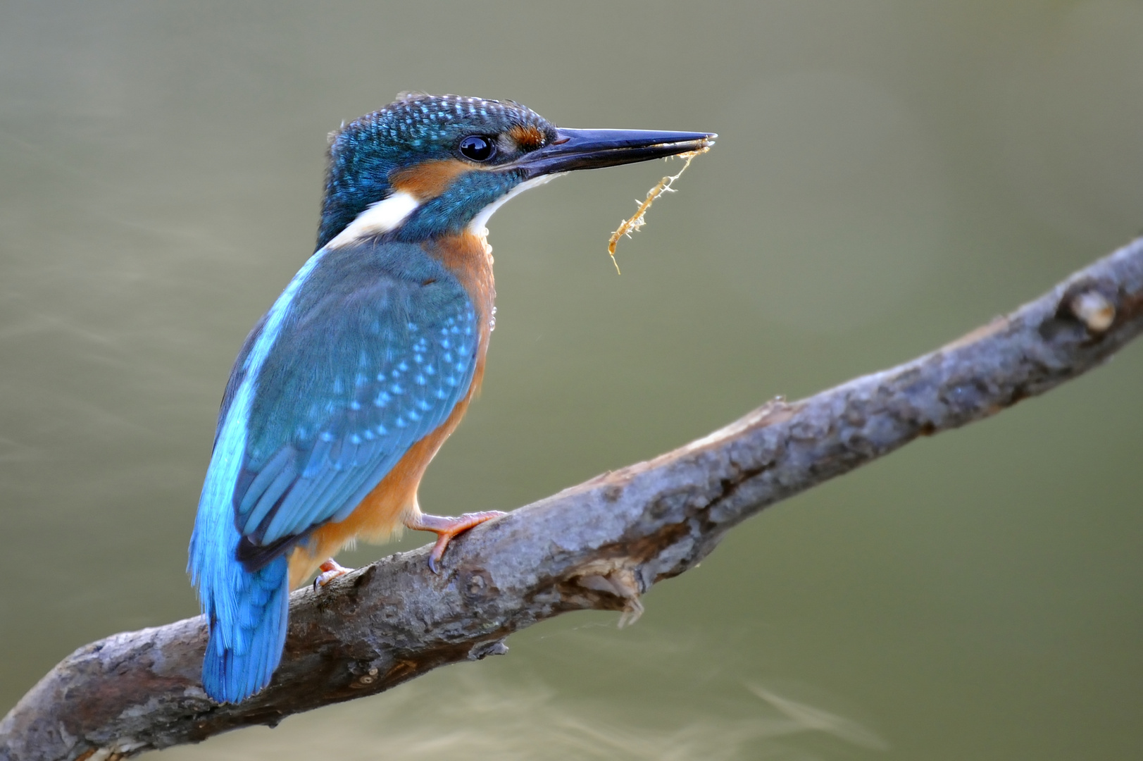 KINGFISHER