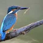 KINGFISHER