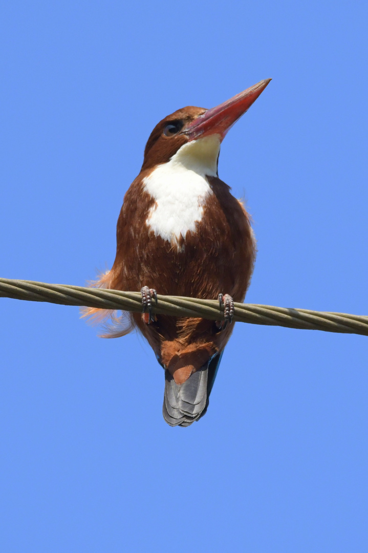 Kingfisher