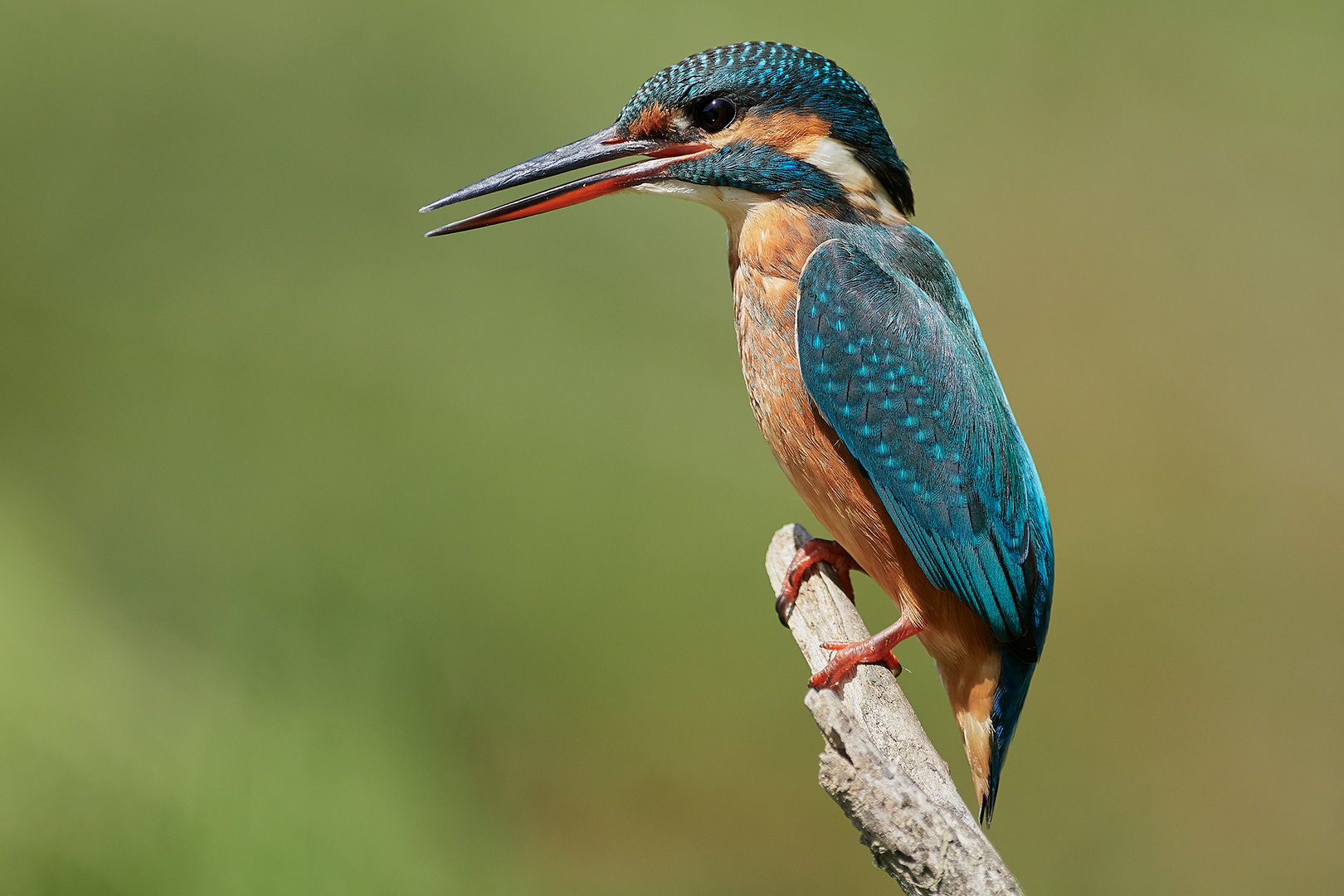 Kingfisher