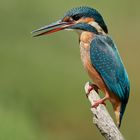 Kingfisher