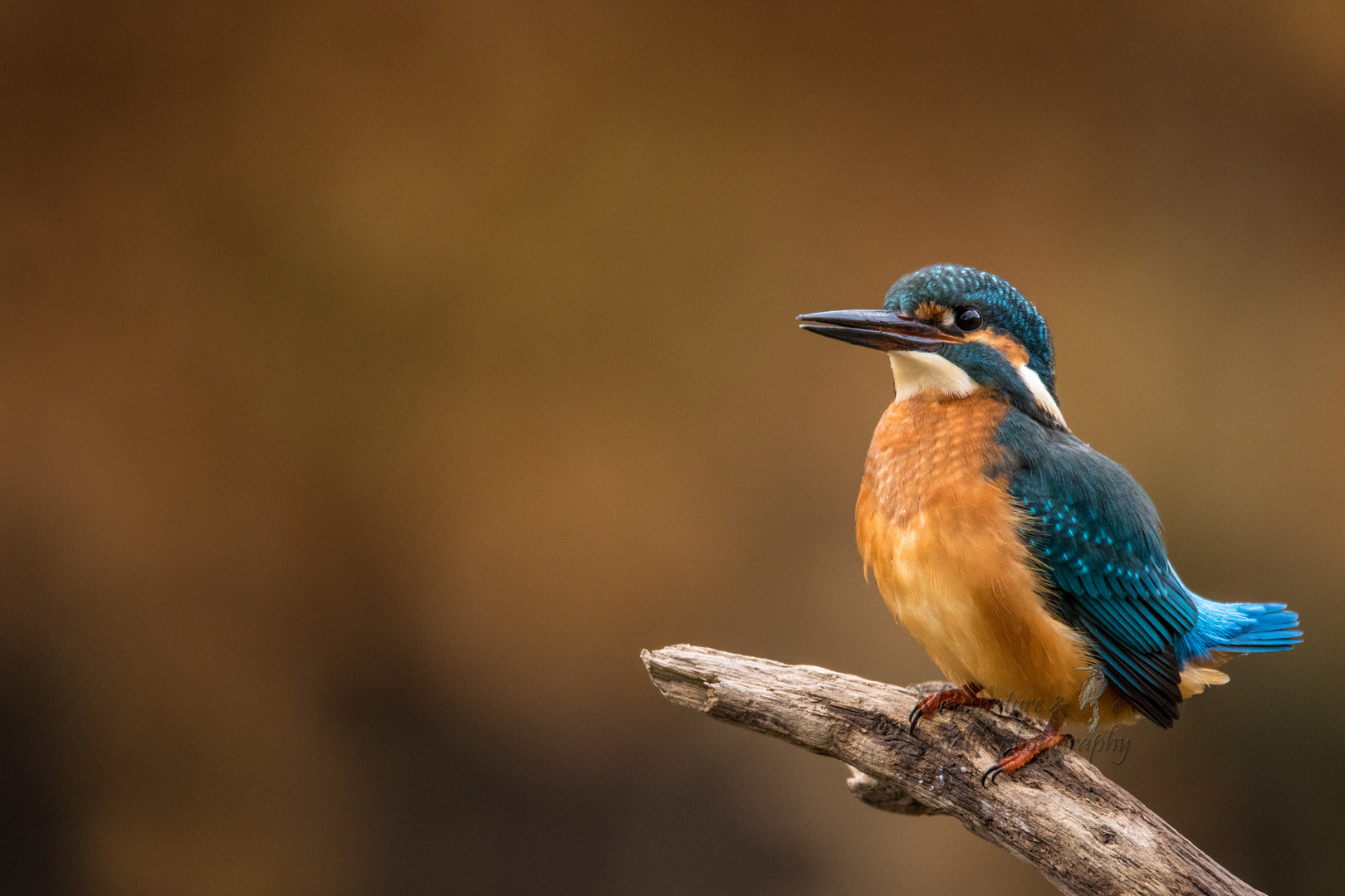 Kingfisher