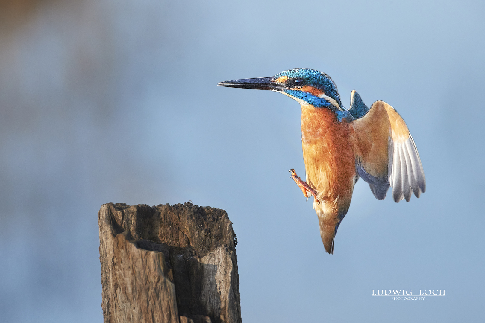 Kingfisher