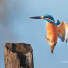 Kingfisher