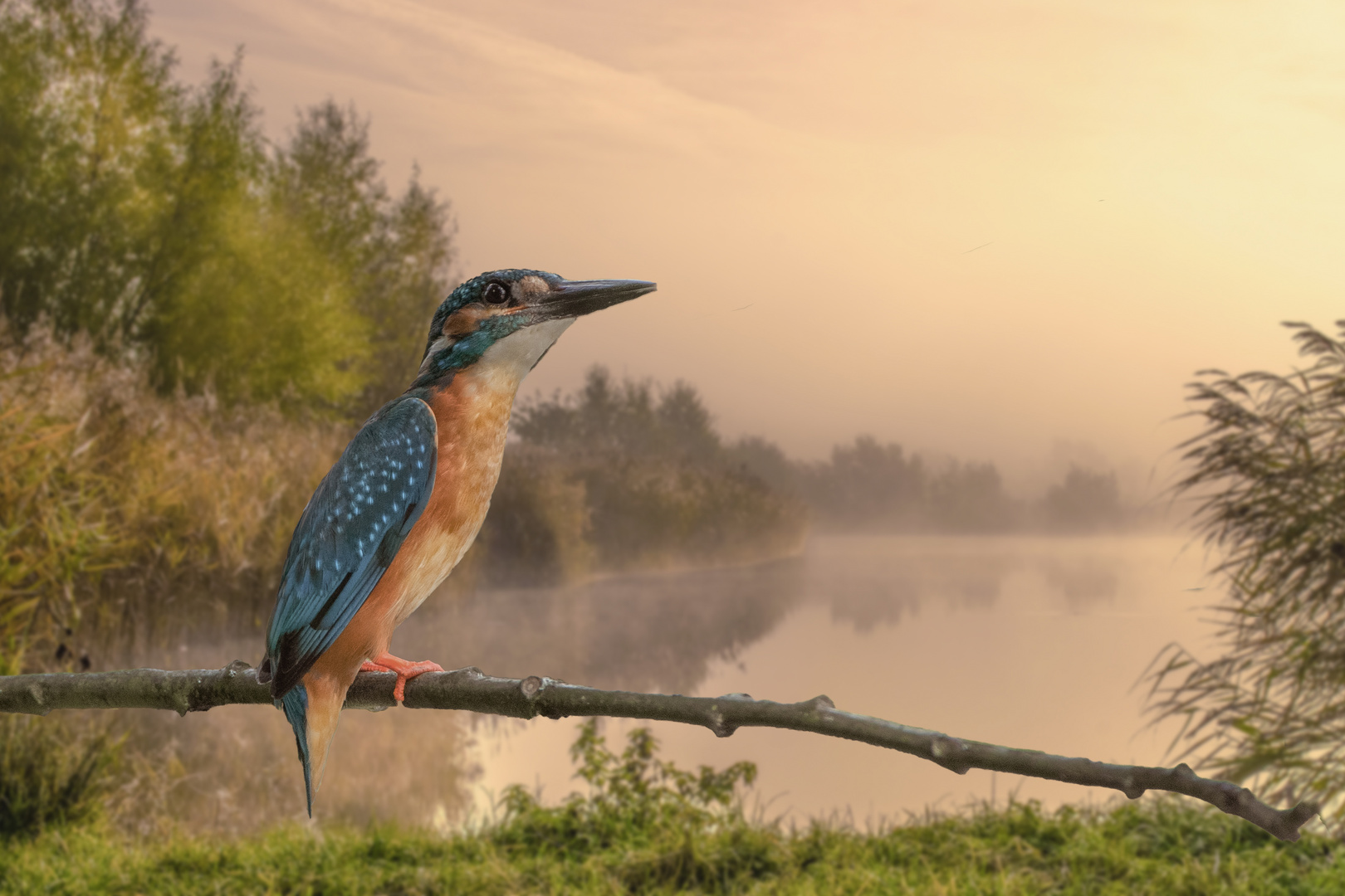 Kingfisher