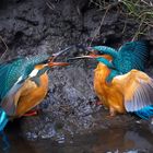 Kingfisher Fight