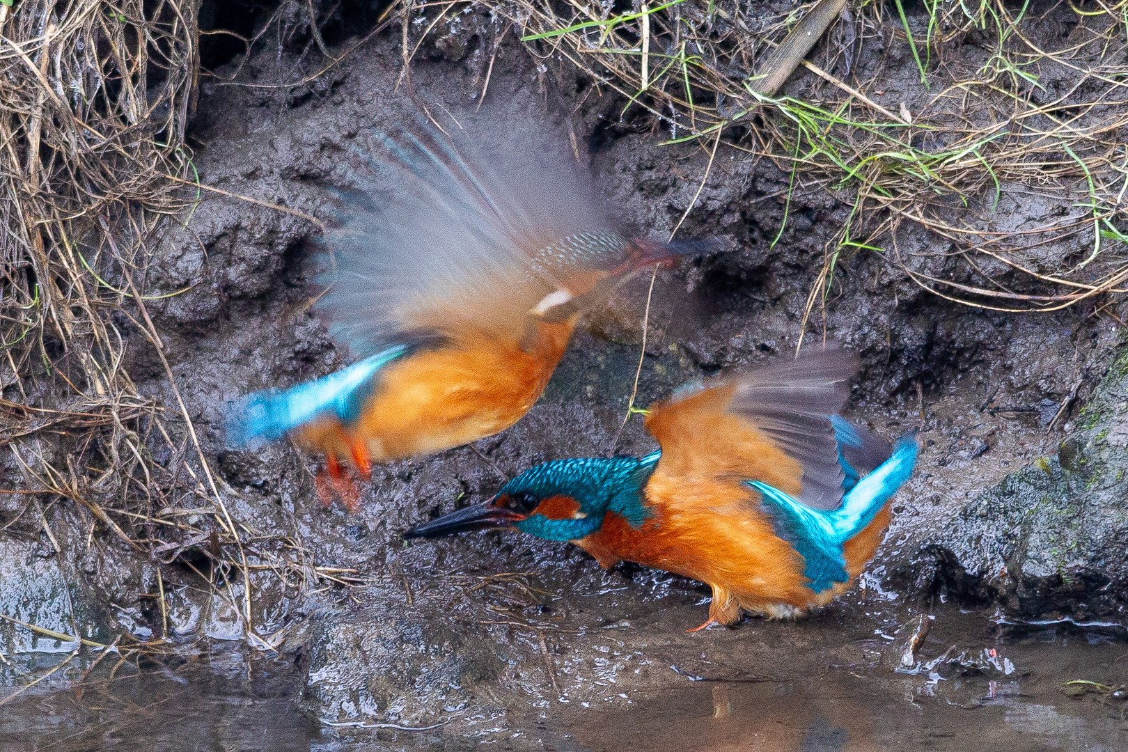 Kingfisher Fight