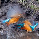 Kingfisher Fight
