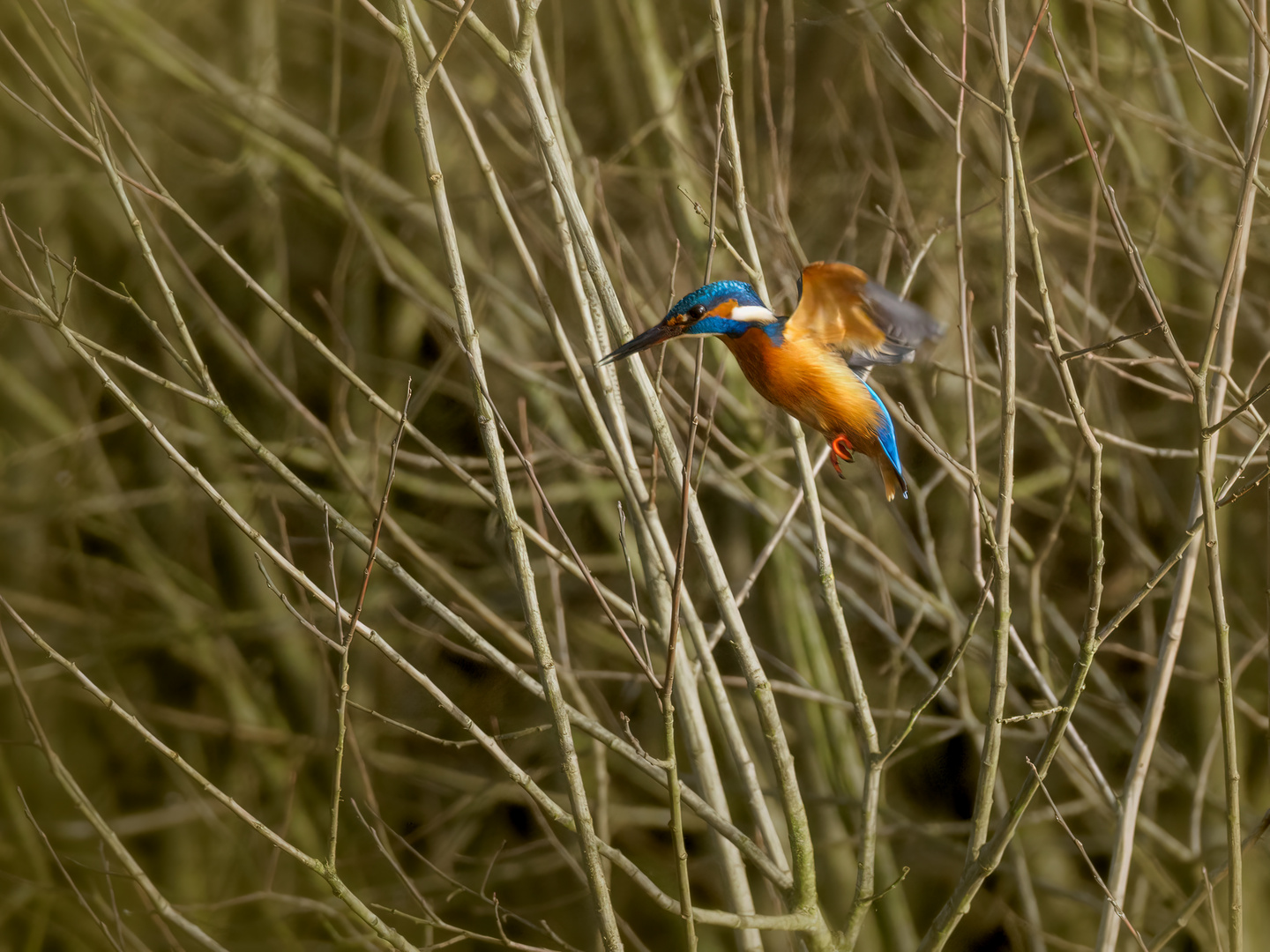 kingfisher hovering