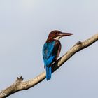 Kingfisher II