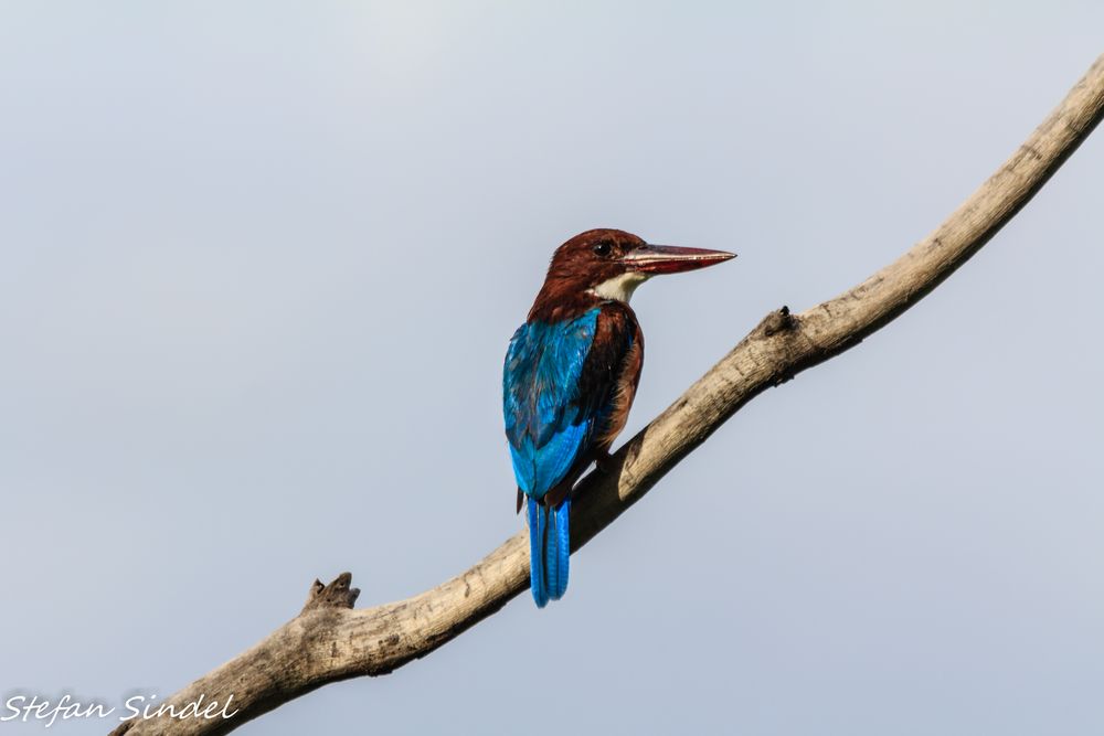 Kingfisher II