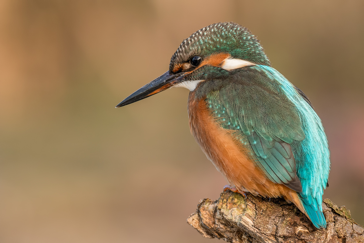 KINGFISHER II