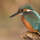 KINGFISHER II