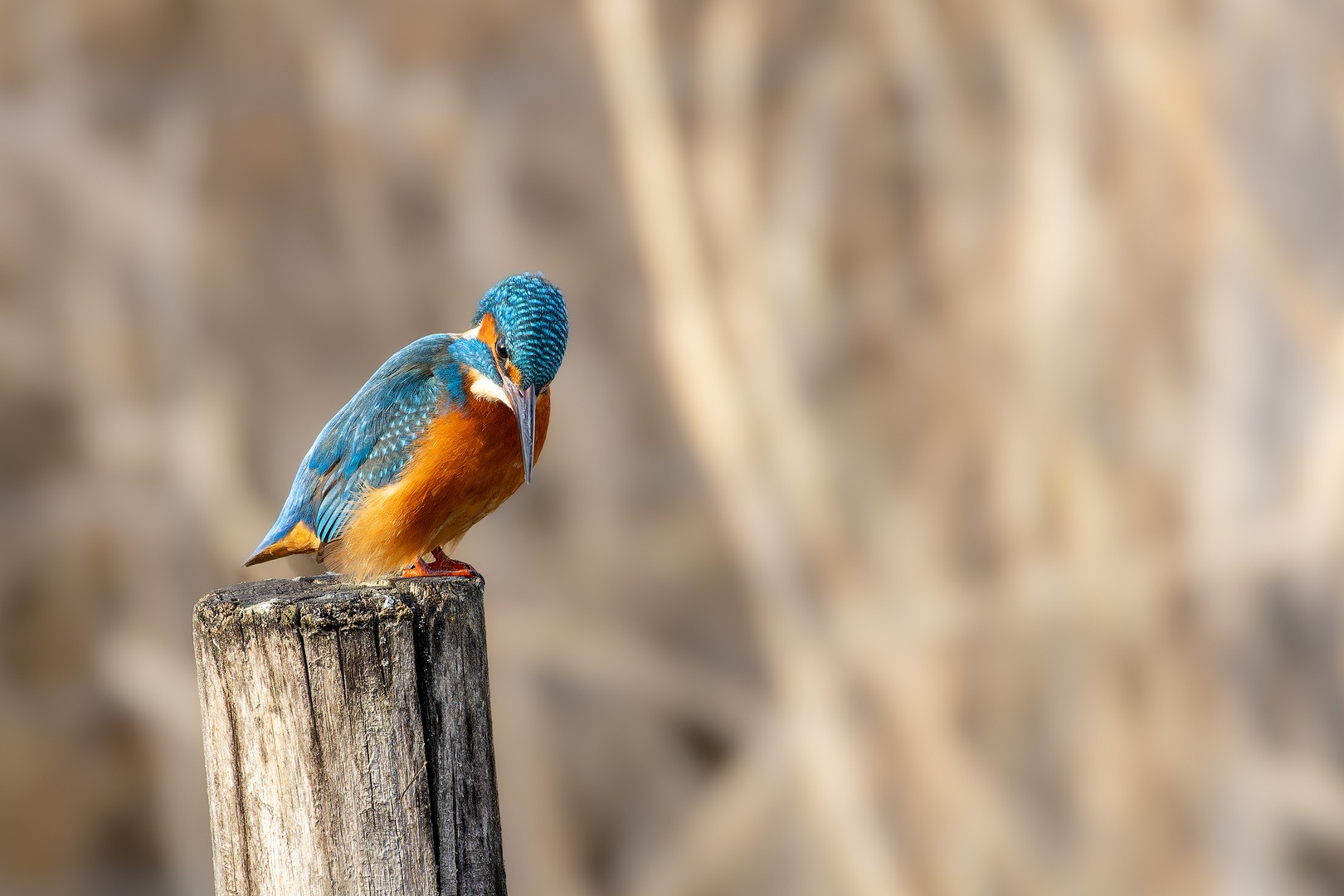 Kingfisher II