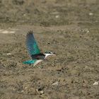 Kingfisher III - landed -