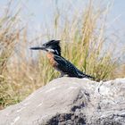 Kingfisher im Chobe Nationalpark Botswana