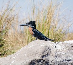 Kingfisher im Chobe Nationalpark Botswana