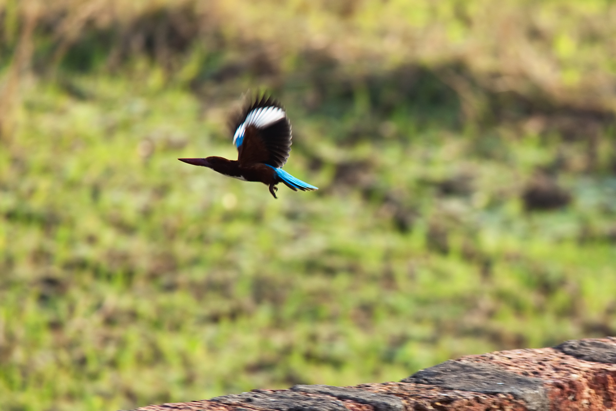 Kingfisher im Flug