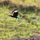 Kingfisher im Flug