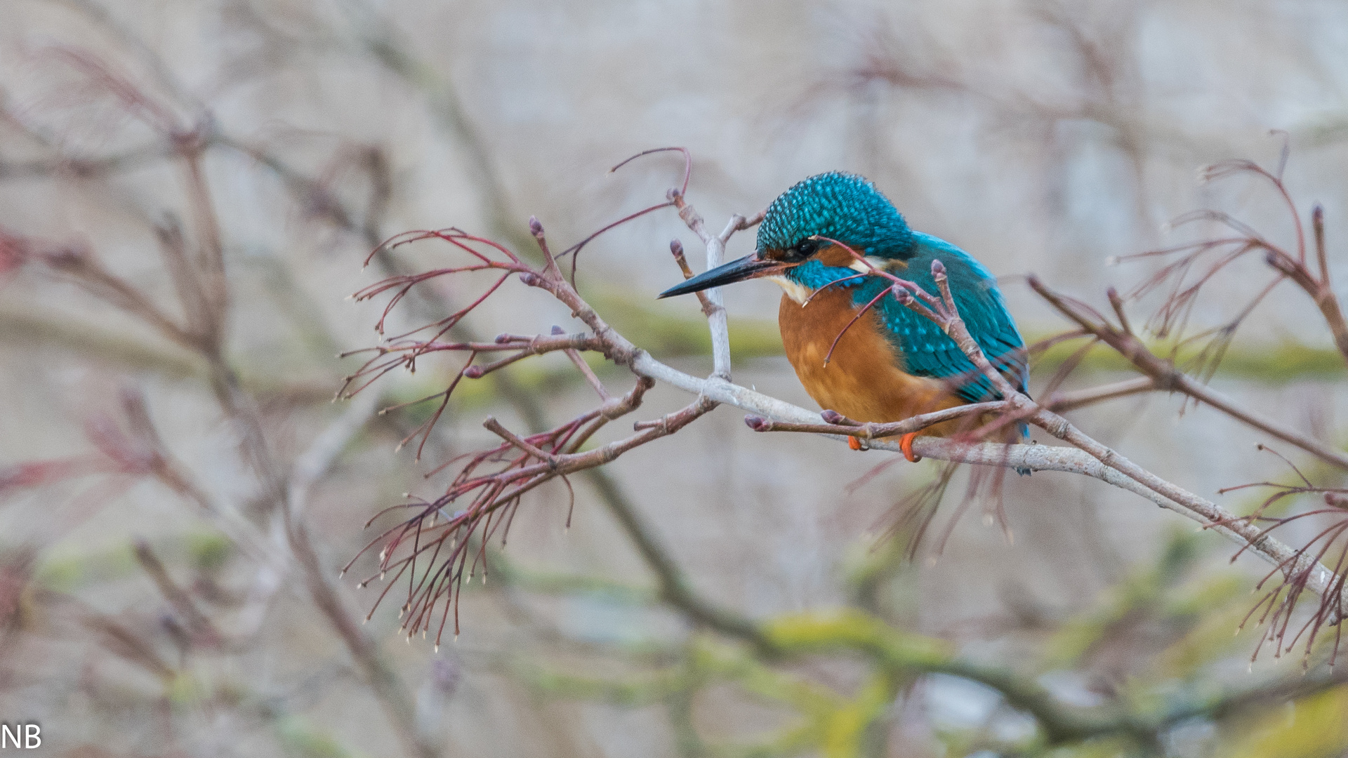 "Kingfisher im Geäst 2024"