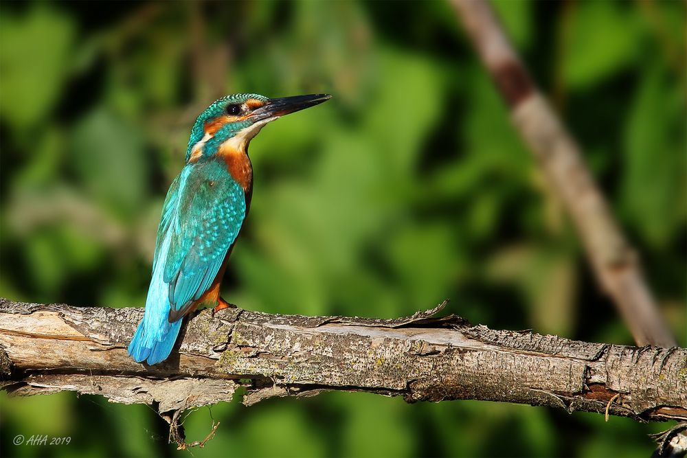 Kingfisher im Sonnenschein