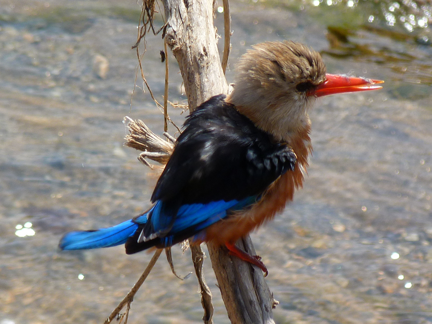 Kingfisher im Tarangire-Park