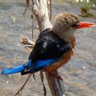 Kingfisher im Tarangire-Park