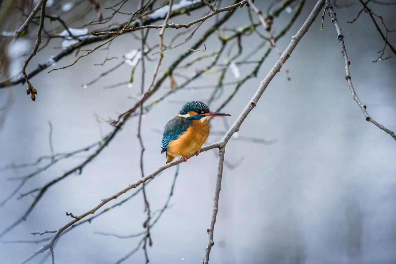 Kingfisher im Winter