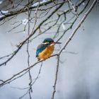 Kingfisher im Winter