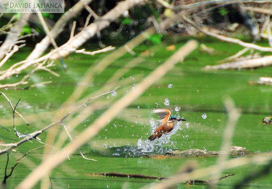 Kingfisher in action