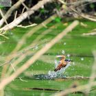 Kingfisher in action