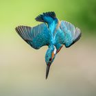 kingfisher in action