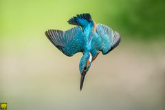 kingfisher in action