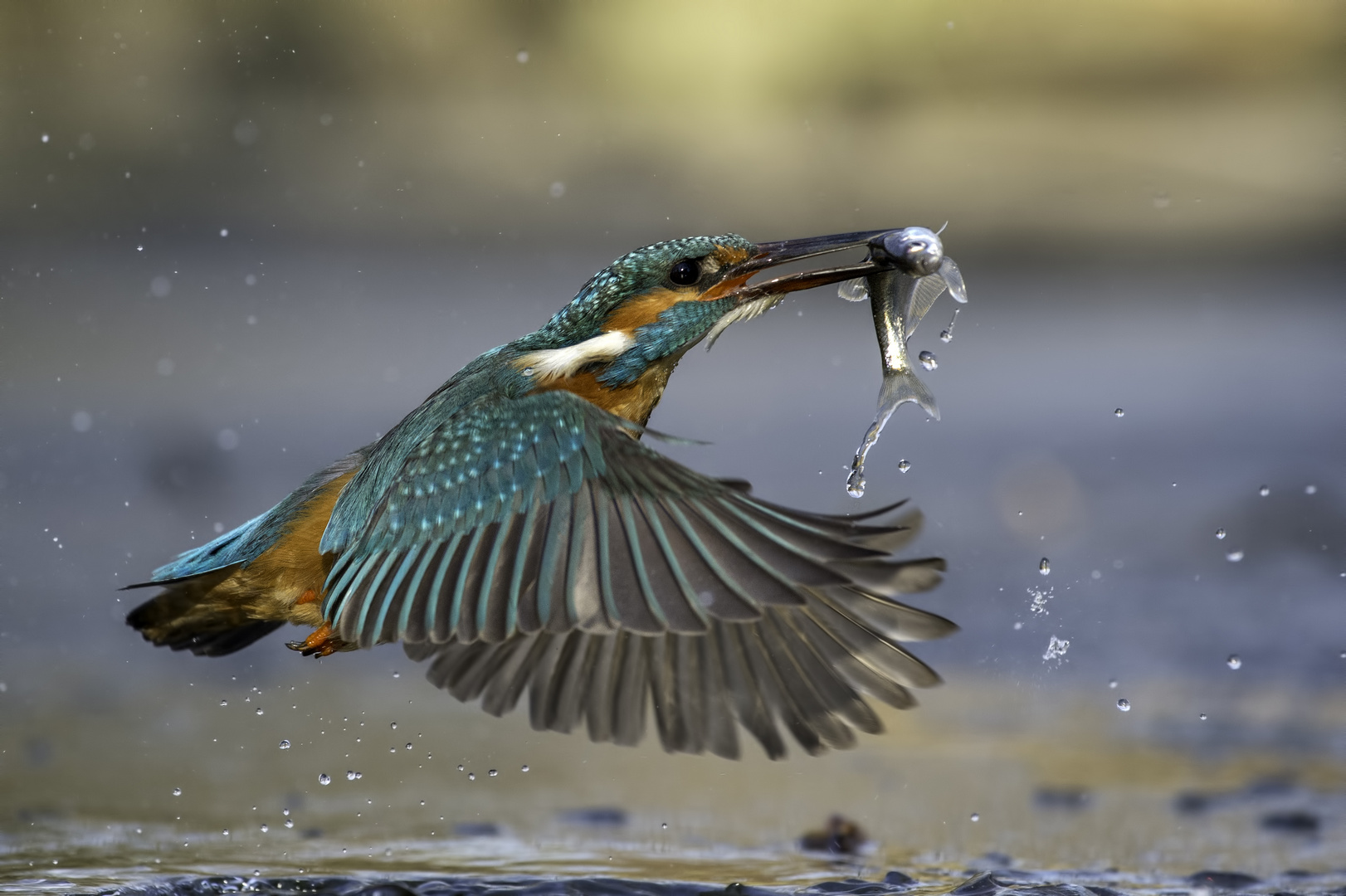 kingfisher in action