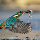kingfisher in action