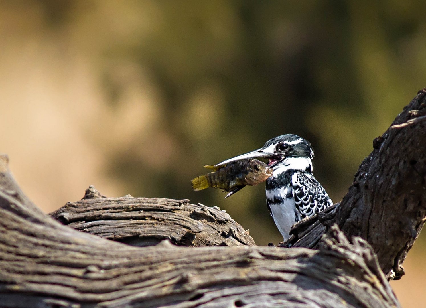 KIngfisher in action