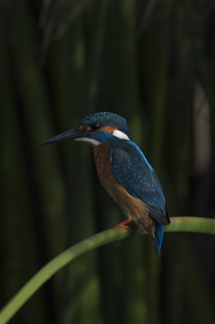 Kingfisher in Agamon Hula