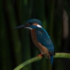 Kingfisher in Agamon Hula