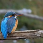 Kingfisher-in