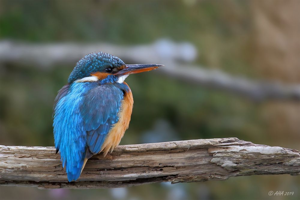 Kingfisher-in